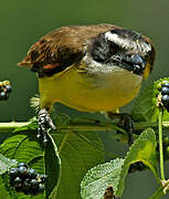 Great Kiskadee