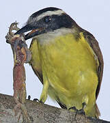 Great Kiskadee