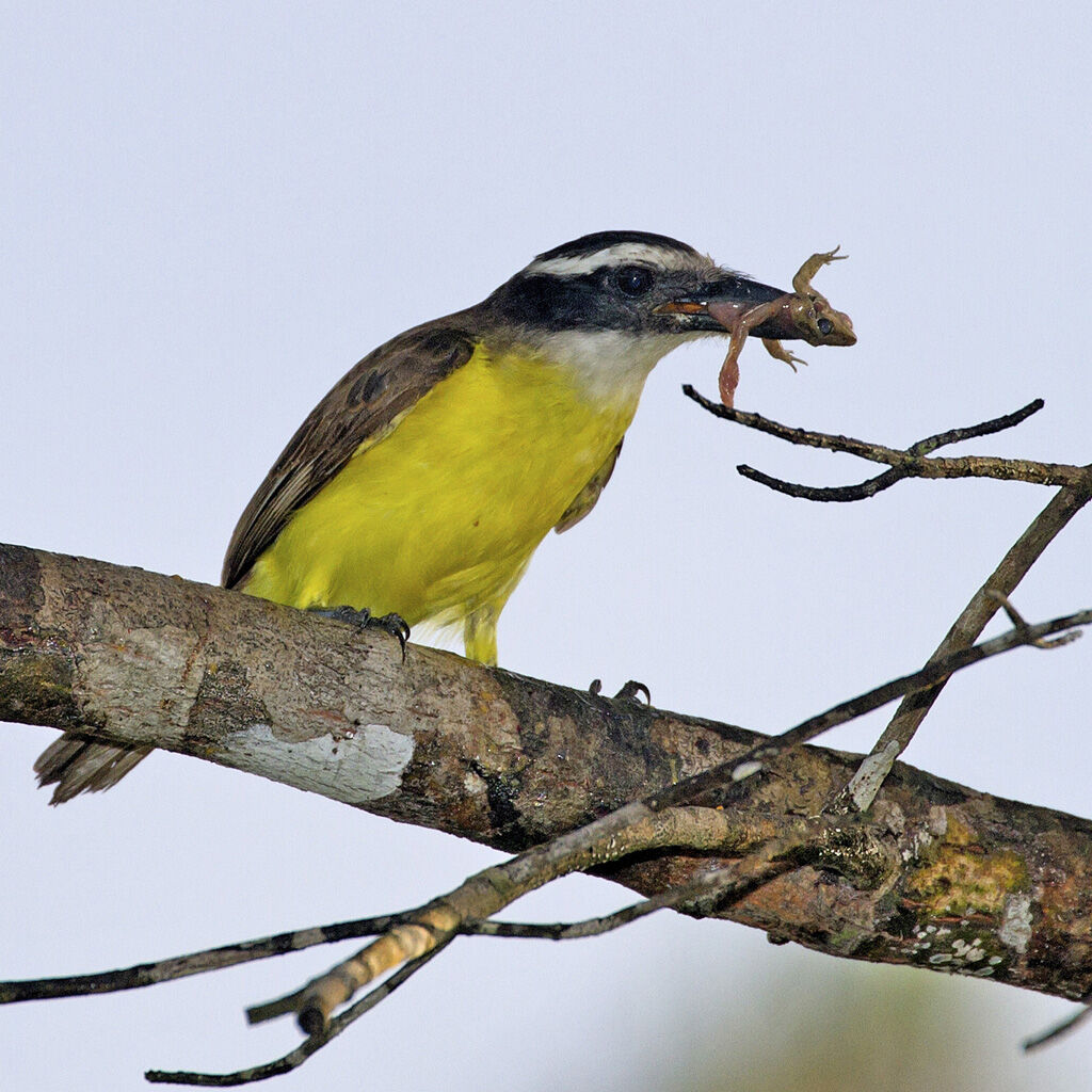 Great Kiskadee, feeding habits