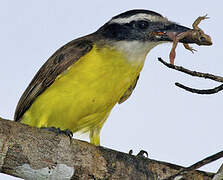 Great Kiskadee