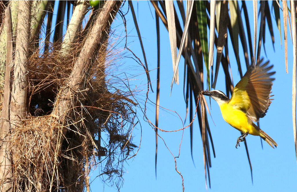 Great Kiskadee, Reproduction-nesting