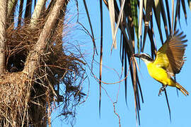 Great Kiskadee