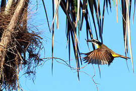 Great Kiskadee