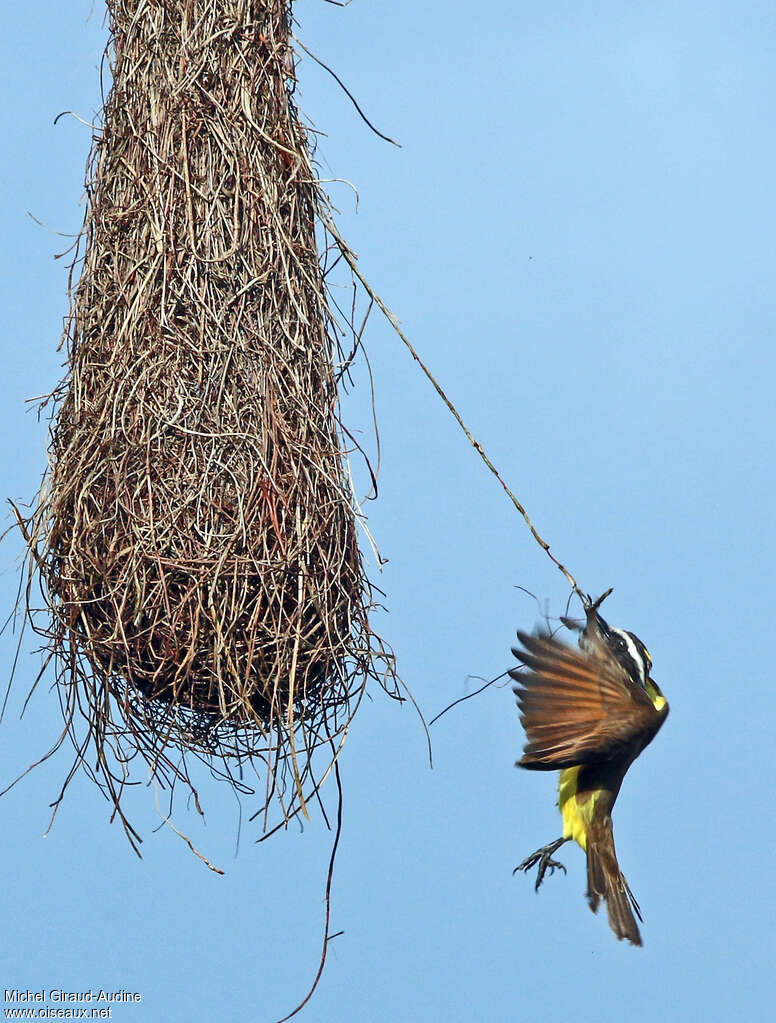 Great Kiskadeeadult, Reproduction-nesting, Behaviour