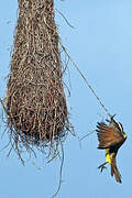 Great Kiskadee