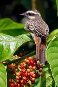 Variegated Flycatcher