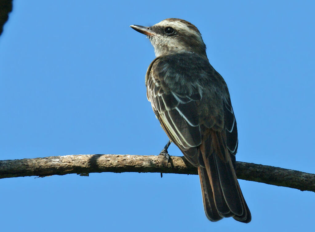 Variegated Flycatcher