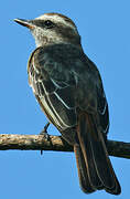 Variegated Flycatcher