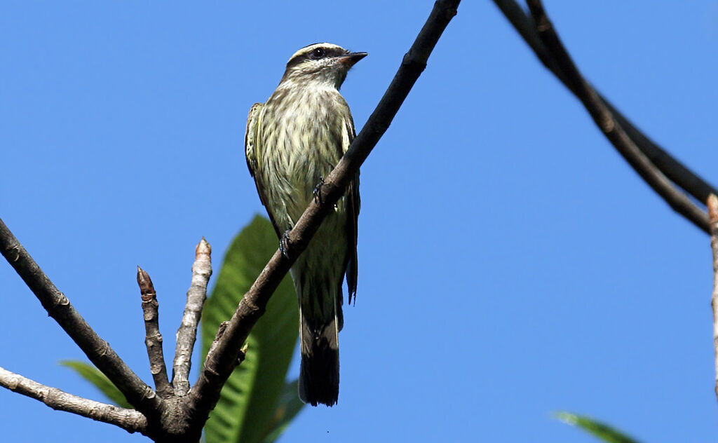 Variegated Flycatcher