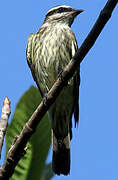 Variegated Flycatcher