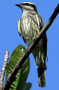 Variegated Flycatcher