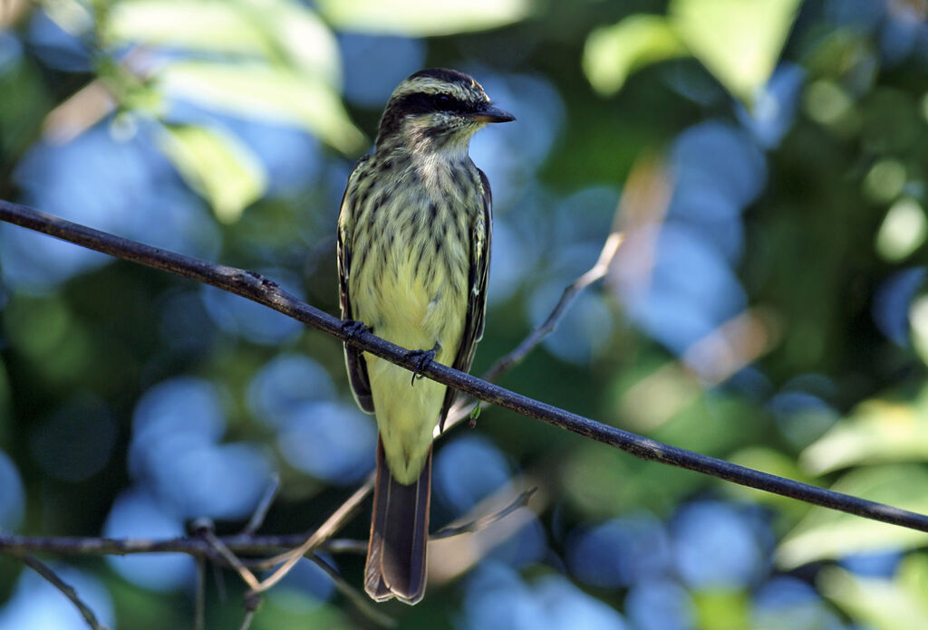 Variegated Flycatcher