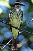 Variegated Flycatcher