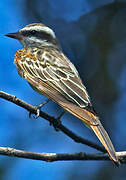 Variegated Flycatcher