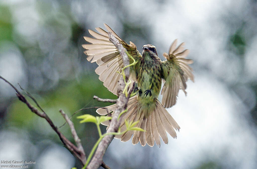 Variegated Flycatcheradult, aspect, pigmentation, Flight