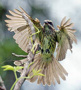 Variegated Flycatcher