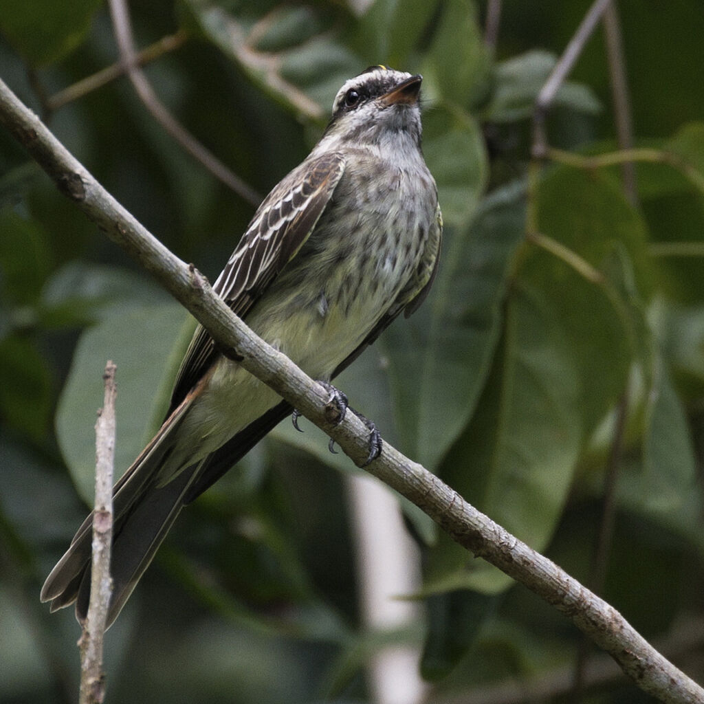 Variegated Flycatcher, identification