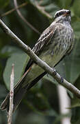 Variegated Flycatcher