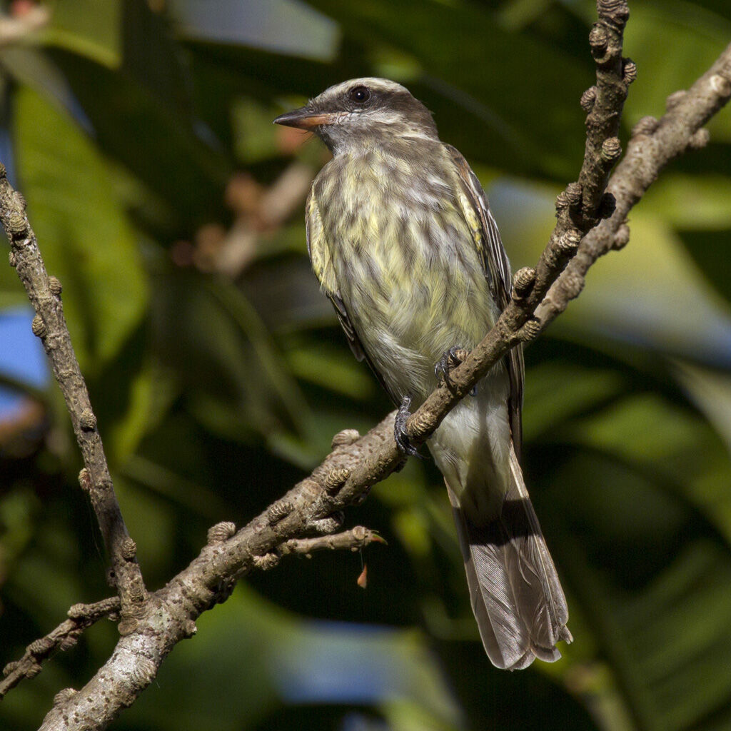 Variegated Flycatcher