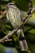 Variegated Flycatcher