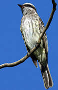 Variegated Flycatcher