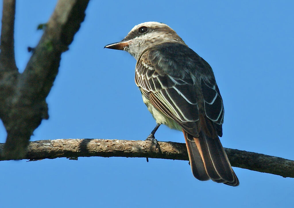 Variegated Flycatcher