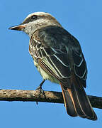 Variegated Flycatcher