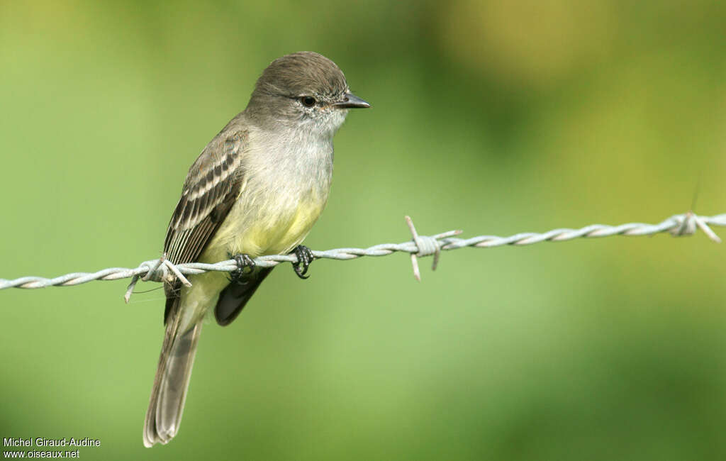 Northern Scrub Flycatcheradult, pigmentation, fishing/hunting