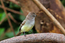 Northern Scrub Flycatcher