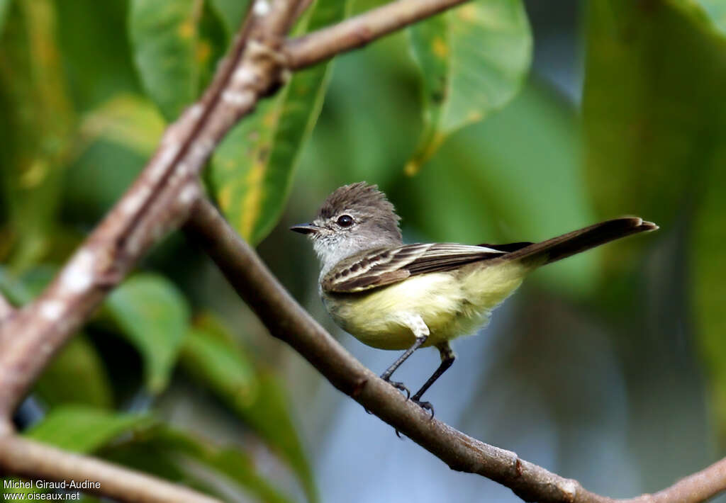 Northern Scrub Flycatcheradult