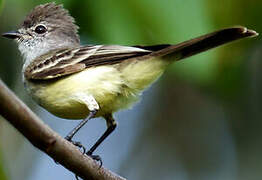 Northern Scrub Flycatcher