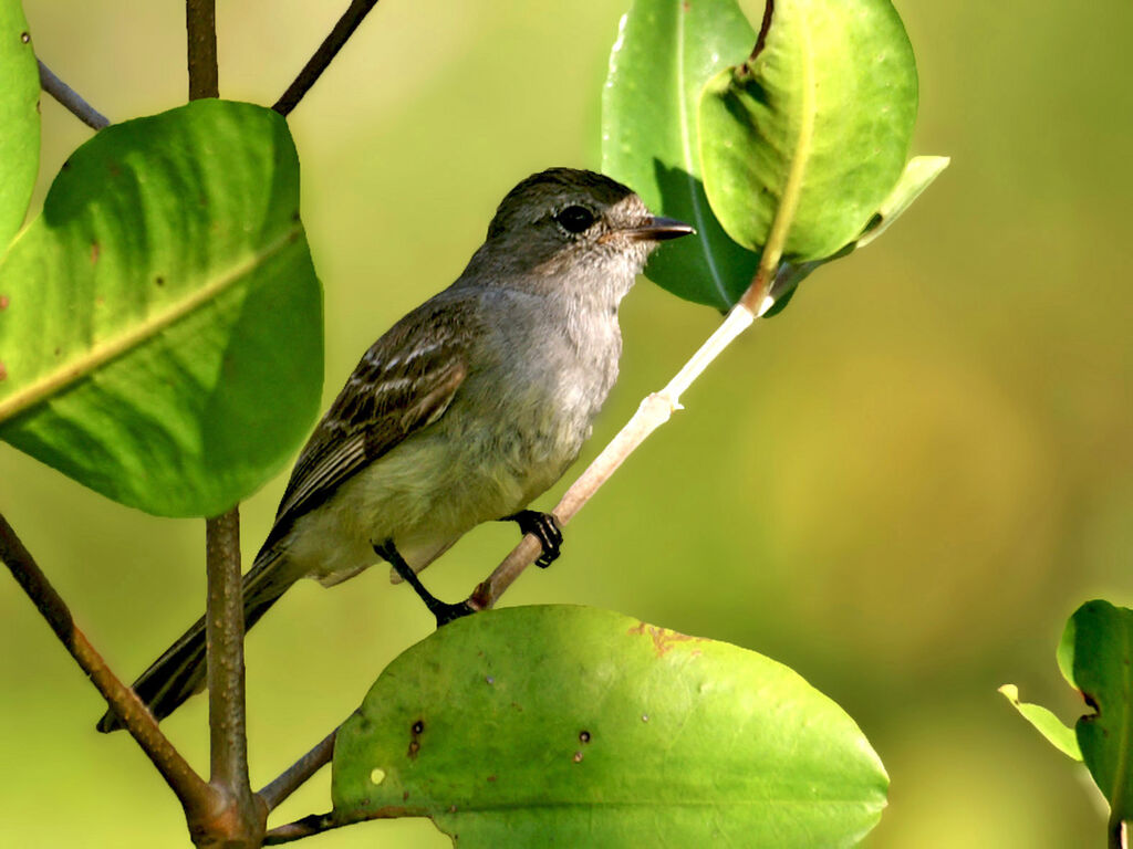 Northern Scrub Flycatcher