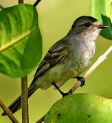 Northern Scrub Flycatcher