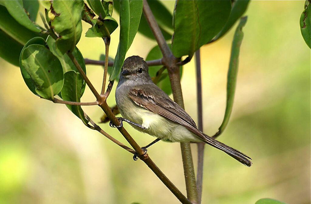 Northern Scrub Flycatcher, identification