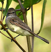 Northern Scrub Flycatcher