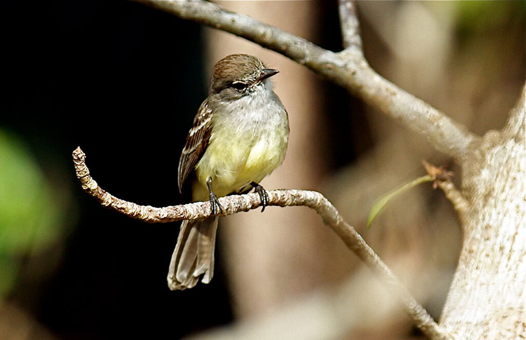 Northern Scrub Flycatcher, identification