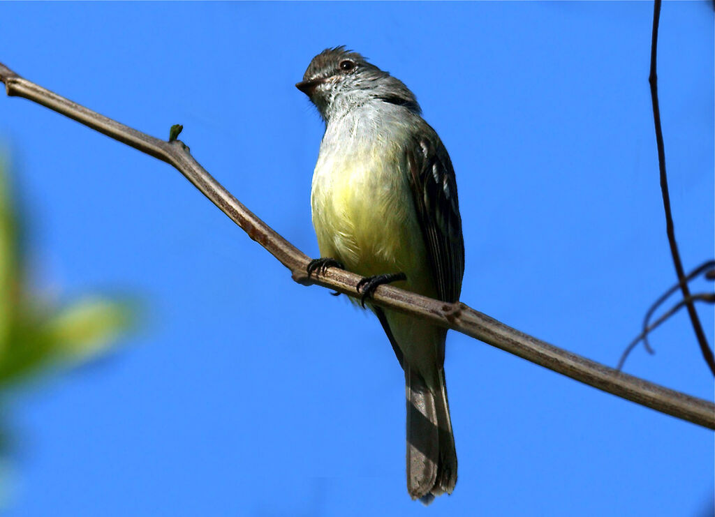 Northern Scrub Flycatcher, identification