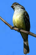 Northern Scrub Flycatcher