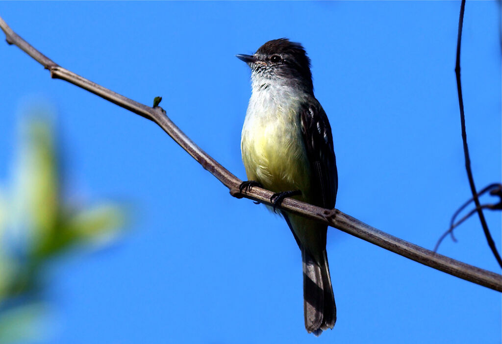 Northern Scrub Flycatcher, identification