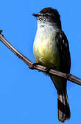 Northern Scrub Flycatcher