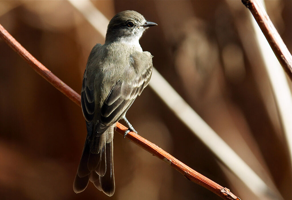 Northern Scrub Flycatcher