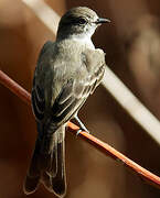 Northern Scrub Flycatcher