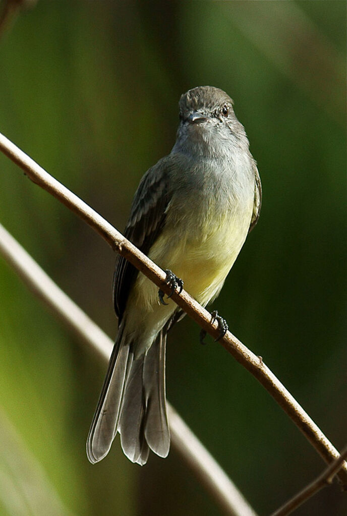 Northern Scrub Flycatcher