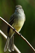 Northern Scrub Flycatcher