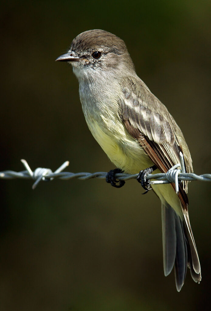 Tyranneau des palétuviers