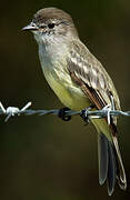 Northern Scrub Flycatcher