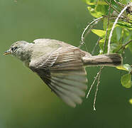 Southern Beardless Tyrannulet