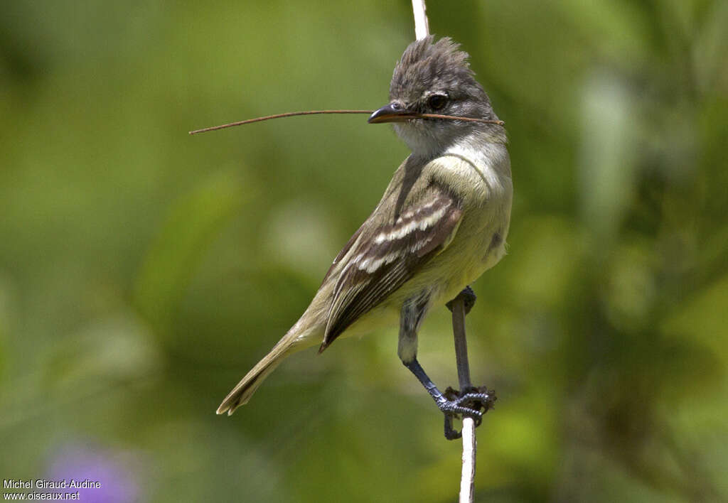 Southern Beardless Tyrannuletadult, Reproduction-nesting, Behaviour