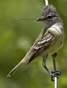 Southern Beardless Tyrannulet