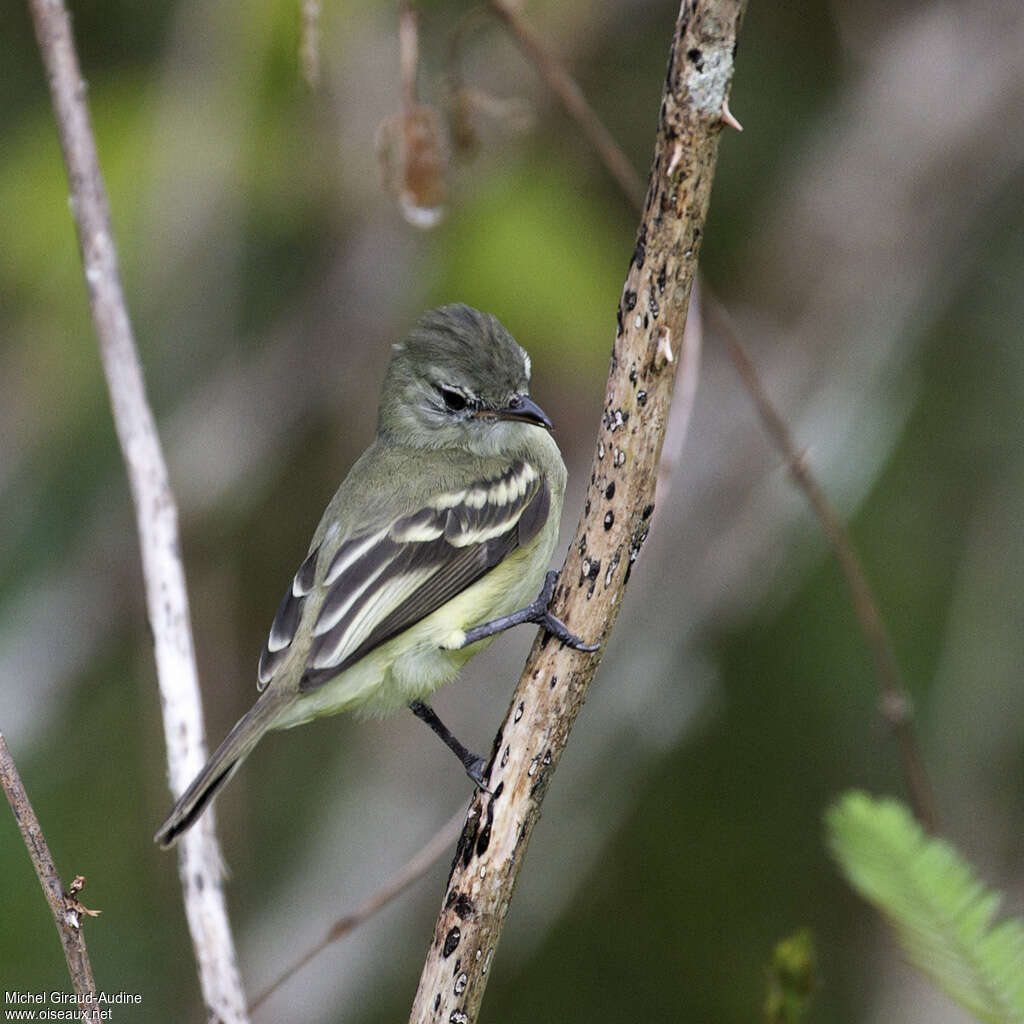 Southern Beardless Tyrannulet, identification